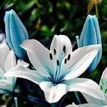 Lilium Flower Seeds for Garden Planting - NON GMO Seeds Dhara Seeds