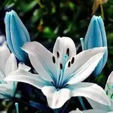 Lilium Flower Seeds for Garden Planting - NON GMO Seeds Dhara Seeds