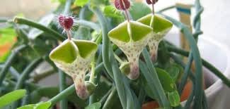 Ceropegia Flower Seeds for Planting - 100