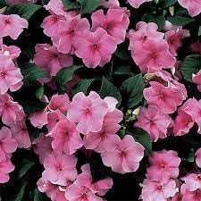 Pink Impatiens Flower Seeds for Planting – Organic, Heirloom, Non-GMO Shade Garden Seeds