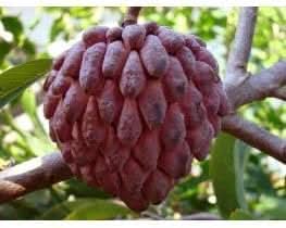 Chirimoya Roja fruit seeds