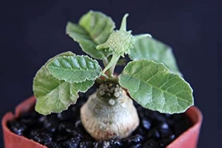 Green Dorstenia Foetida Rare Plant Seeds for Decorative Gardens-Heirloom & Non-GMO Seeds for planting – Fresh Herb for Your Garden