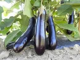 Black Beauty Eggplant Seeds for Planting