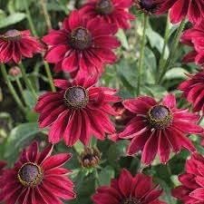Cherry Brandy Rudbeckia Seeds for Planting flower bed