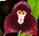 Dark Red Monkey Face Orchid Seeds for Planting - Heirloom Seeds for Home Garden, GMO Free seeds for planting in home garden