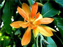 Chempaca Flower Seeds for Planting, 100