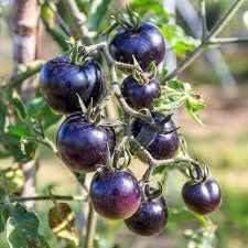 Tomato Seeds for Planting, Dark Violet