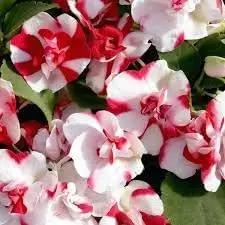 Camellia Impatiens Flower Seeds for Planting - NON GMO Seeds Dhara Seeds