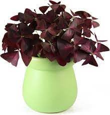 Oxalis Plant Seeds – Heirloom, Non-GMO Seeds for Planting Colorful and Hardy Garden Blooms