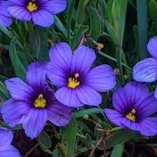 Sisyrinchium Bellum Flower Seeds – Heirloom, Non-GMO, Blue-Eyed Grass Blooms for Garden Planting