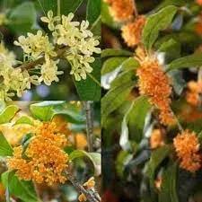 Osmanthus Flower Seeds for Garden Planting - NON GMO Seeds for planting in home garden