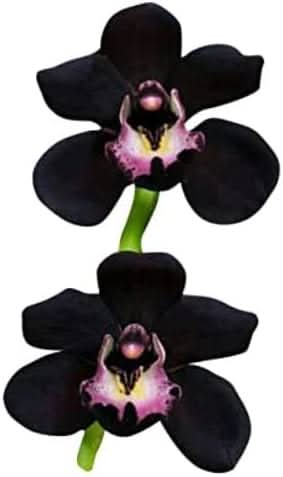 Dark Khaki Orchid Perennial Flower Seeds for Balcony & Garden