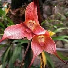 Heirloom Pink Monkey Face Orchid Flower Seeds for Planting - Ideal for Home Garden