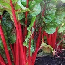 Swiss Chard Vegetable Seeds for Planting