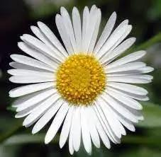 high-germination-non-gmo-erigeron-karvinskianus-seeds


