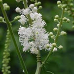 Cimicifuga Flower Seeds for Planting - 100 pcs for planting in your garden.