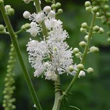 Cimicifuga Flower Seeds for Planting - 100 pcs for planting in your garden.