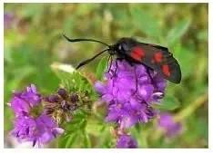 Grandiflora Rubra Flower Seeds for Planting - NON GMO Seeds Dhara Seeds