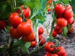 Cherry Tomato Seeds for Planting