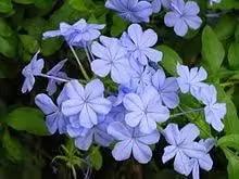 Plumbago Flower Seeds – Heirloom, Non-GMO Seeds for Planting Vibrant Blue Garden Blooms Dhara Seeds