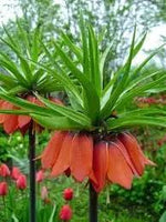 Fritillaria Flower Seeds for Planting - 100 Dhara Seeds