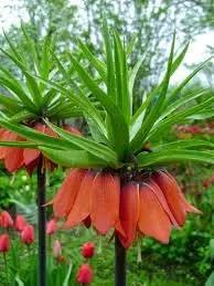Fritillaria Flower Seeds for Planting - 100 Dhara Seeds