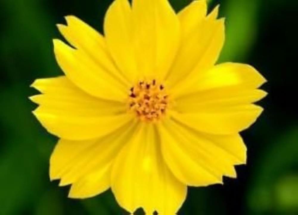 Sulphur Cosmos Dwarf Gold Pollinator-Friendly Flower Seeds