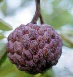 Fresh Burgundy Sugar-Apple Tree Seeds - A Tropical Delight for Your Garden