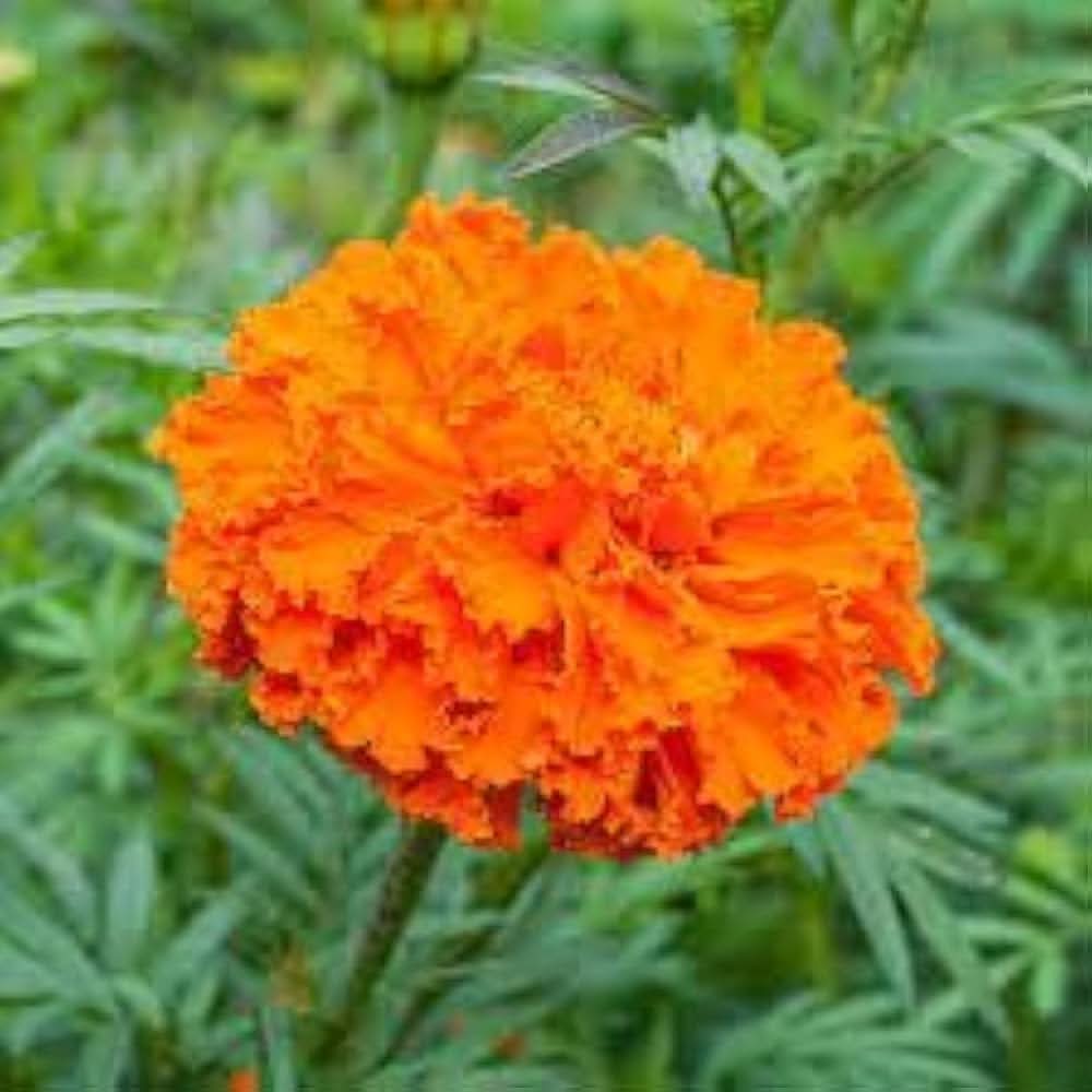 Marigold Tagetes erecta flower seeds for planting in kitchen garden borders and backyard pots