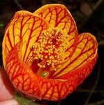 Striatum Flower Yellow Red Heirloom Non Gmo Image