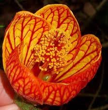 Striatum Flower Yellow Red Heirloom Non Gmo Image