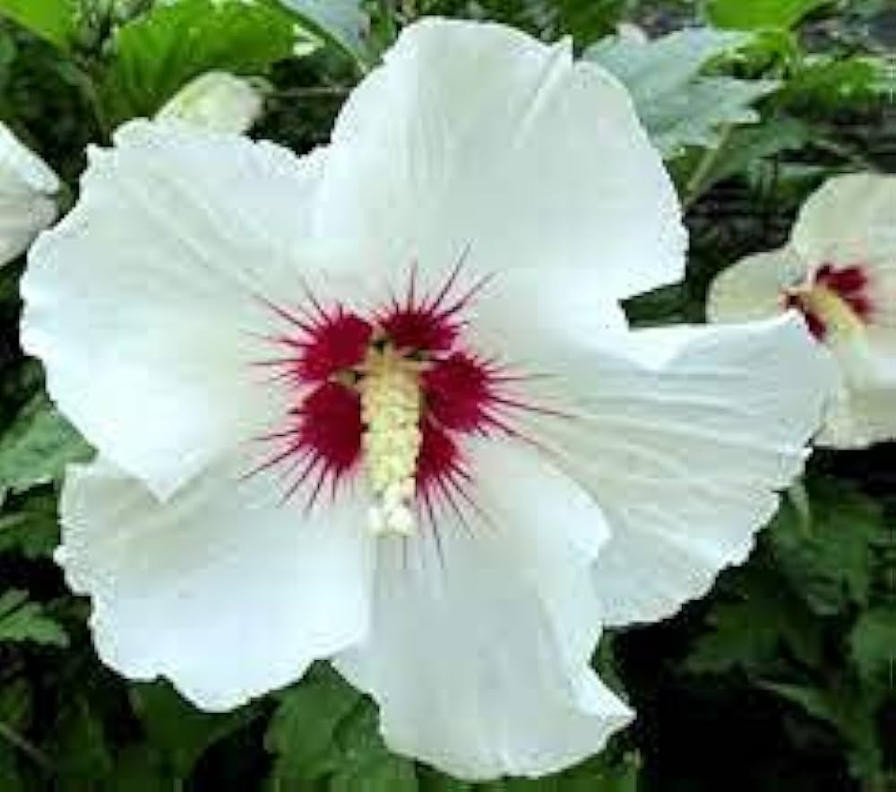 Hibiscus Hibiscus moscheutos Luna Rose flower seeds for planting in home garden or perennial beds