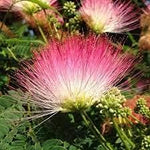 Albizia Saman Flower Heirloom Non Gmo Image