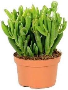 Green Ovata Crassula - Heirloom, Non - Gmo Seeds