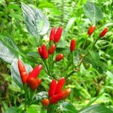 Pequin Bird Pepper Seeds for Planting