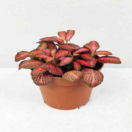Red Fittonia - Heirloom, Non - Gmo Seeds