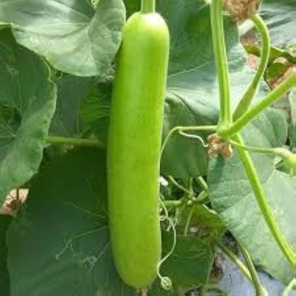 20x Giant Gourd Seed Home Grown - HÔT BÂU LỚN – Heirloom, Non-GMO