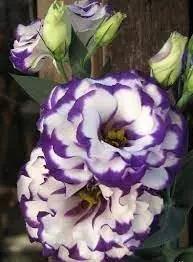White & Blue Eustoma (Lisianthus) Flower Seeds for Planting - Heirloom, NON-GMO, Easy to Grow Dhara Seeds