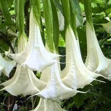 Engelstrompete Flower Seeds for Planting - 100 seeds for planting in home garden