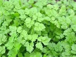 Chervil Anthriscus cerefolium seeds for garden planting