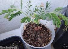 Green Tamarind Tree Heirloom Non Gmo Image
