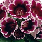 Heirloom Non-GMO Burgundy Gloxinia Flower Seeds for Garden Planting – Lush Velvet Blooms for planting in your garden.
