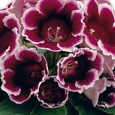 Heirloom Non-GMO Burgundy Gloxinia Flower Seeds for Garden Planting – Lush Velvet Blooms for planting in your garden.