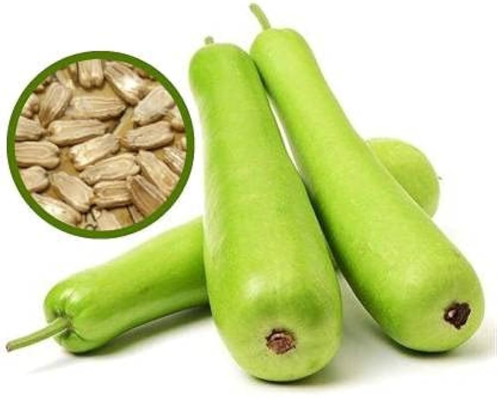 Bottle Gourd Lagenaria Siceraria Organic Vegetable Seeds for Planting – Great for Kitchen Garden and Container Growing