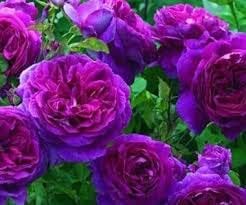 Pink Purple Climbing Rose Plant Seeds for Planting Non-GMO Heirloom Garden Seeds for Home and Outdoor Growing seeds for planting in home garden