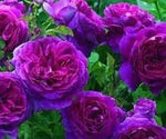 Pink Purple Climbing Rose Plant Seeds for Planting Non-GMO Heirloom Garden Seeds for Home and Outdoor Growing seeds for planting in home garden