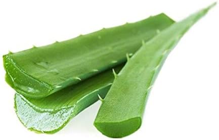 Medium Aloe Vera Leaf Cm Barbadensis Miller - Heirloom, Non - Gmo Seeds