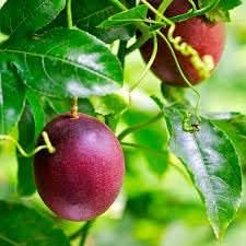 Passion Fruit Seeds for Planting - Grow Your Own Passion Fruit Vines