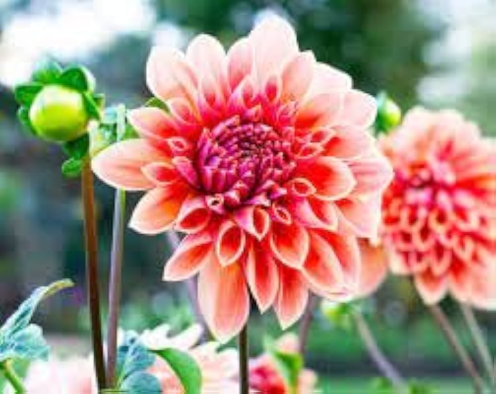 Dahlia Dahlia spp. Seeds for Planting - Great for Flower Bed & Urban Garden