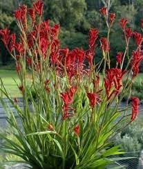 Anigozanthos Flavidus Plant Seeds Heirloom Non GMO Planting - 100 for planting in home garden